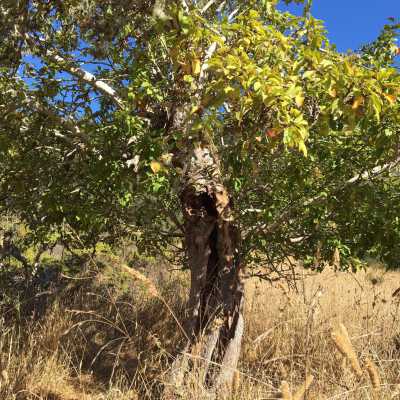 Old Apple Tree #3