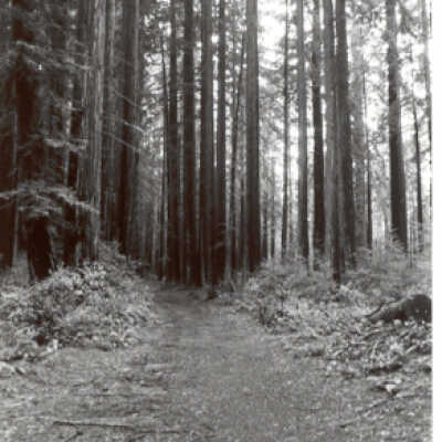 Path to Trees