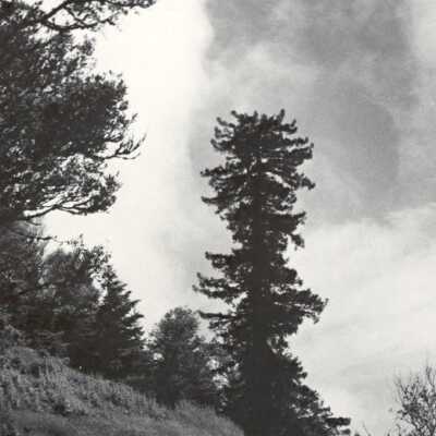 Lone Tree