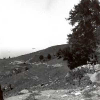 Lone Tree Closeup