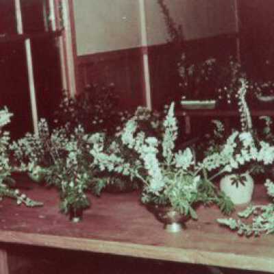 Wild Flower Show Display 1958