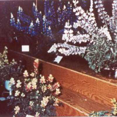 1965 Wildflower Show Display