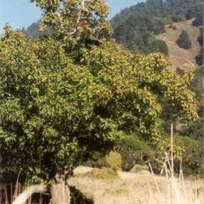 Nye Ranch