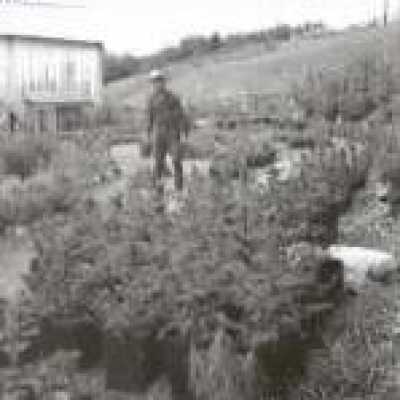Christmas Tree Ranch