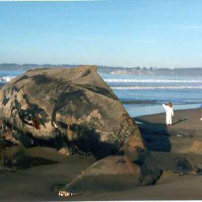 Dead Whale