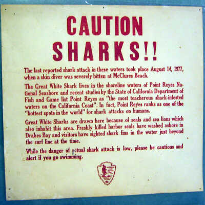 Caution Sharks