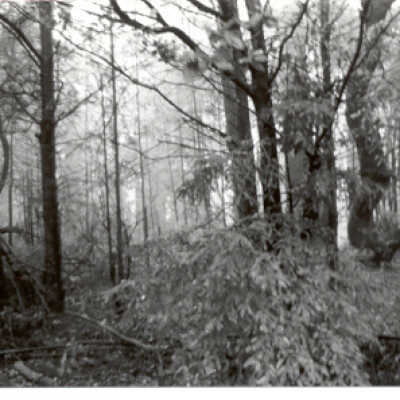 Felled Trees