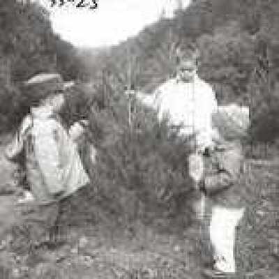 Bolinas Bay Christmas Tree Ranch