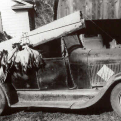 Model T and Ducks