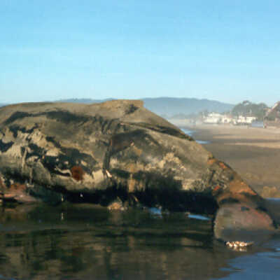 Dead Whale