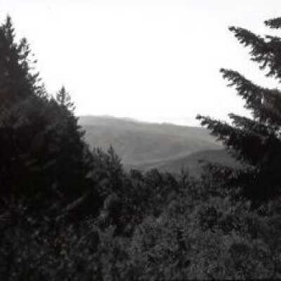 View of Trail after entering Woods