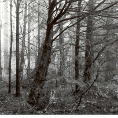 Leaning tree