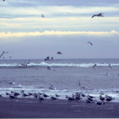 Birds in flight over ocean