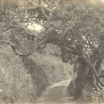 Oak Arched Over Bolinas Road