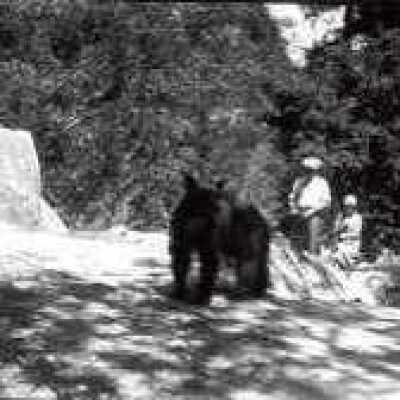 Man Woman Bear