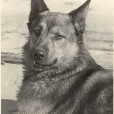 Airey dog, Tawny