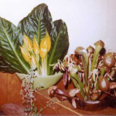 Odd Flowers1964