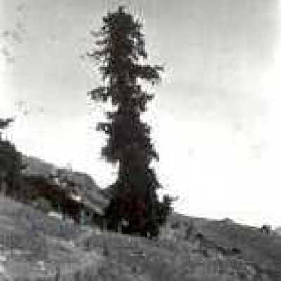 Tall Tree on Hillside