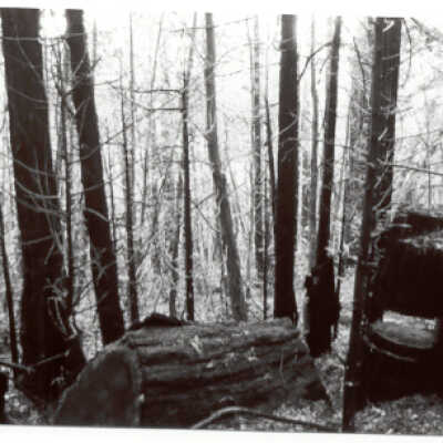 Trees