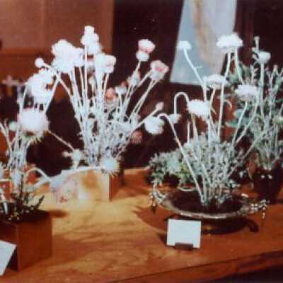 1961 Wild Flower Show Display