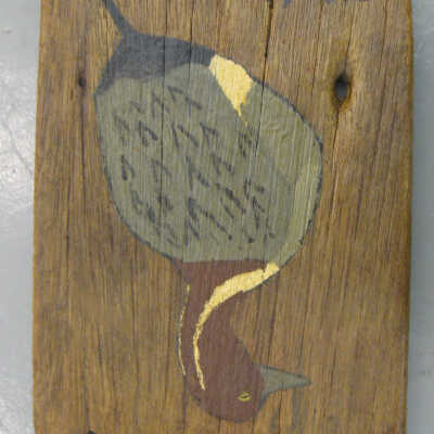 Pintail Duck