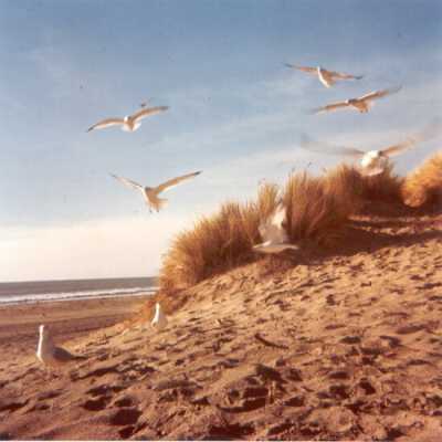 Seagulls