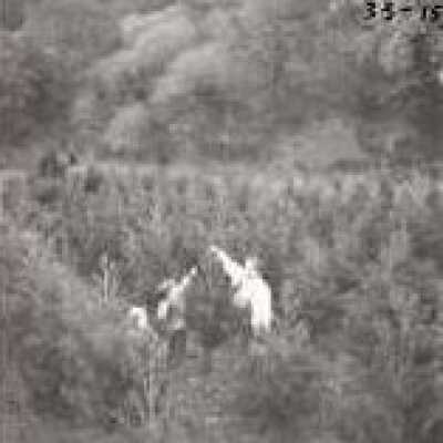 Christmas Tree Ranch