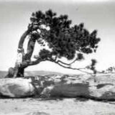 Woman and Tree