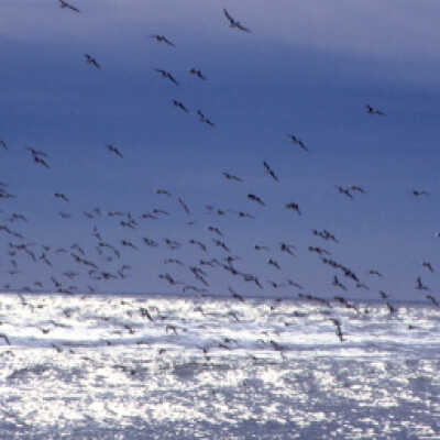 Birds above the Ocean