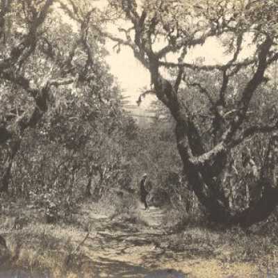 Trail Up to Lone Tree