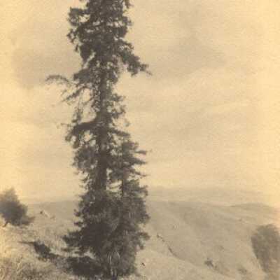The Lone Tree
