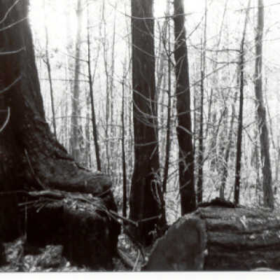 Large Tree with Stump