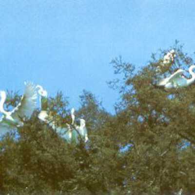 Great White Egrets
