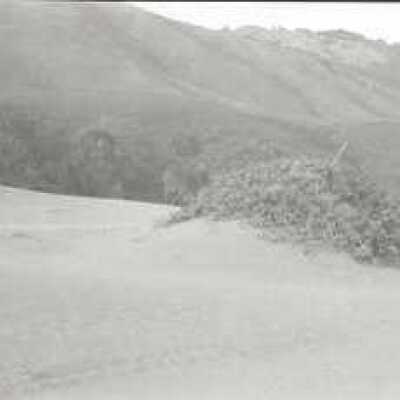 Beach grass