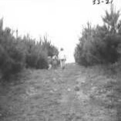 Bolinas Bay Christmas Tree Ranch