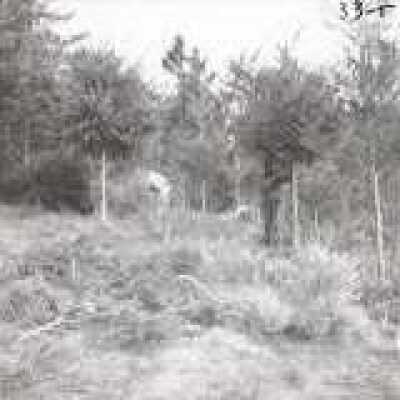 Christmas Tree Farm