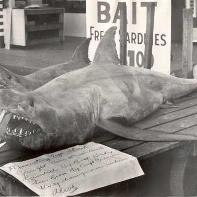 Dead shark