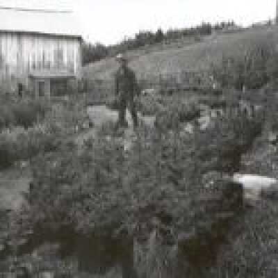 Christmas Tree Ranch