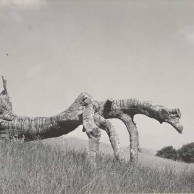 Fallen Tree Trunk