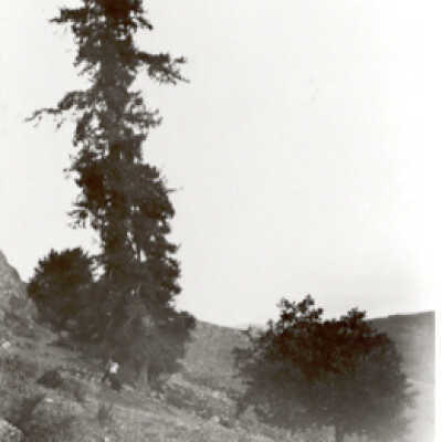 Lone Tree Trail