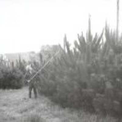 Tree Farm