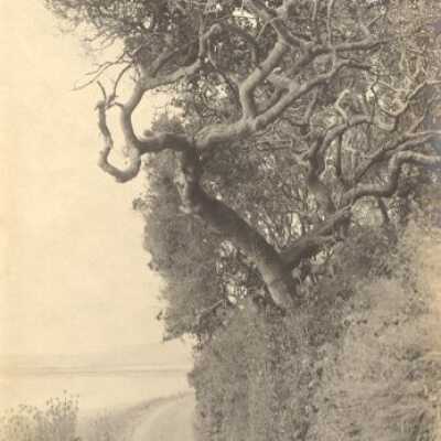 Twisted Oak on Bolinas Road
