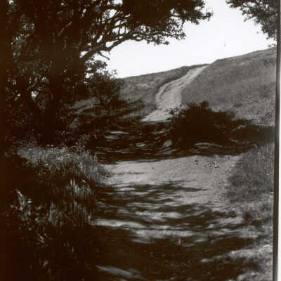 Trail ahead to highest point on Dipsea Trail