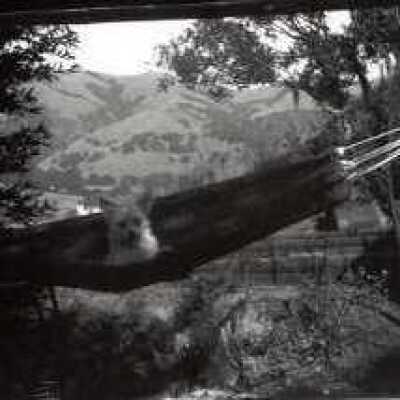 Dog in hammock with view
