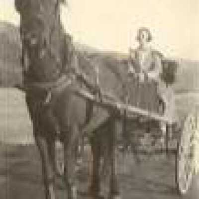 horse & cart with driver
