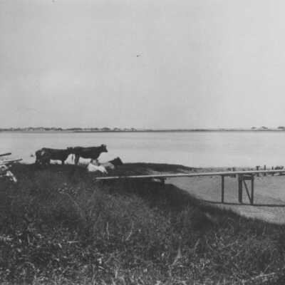 Cows at McKennon's Landing