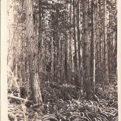 Uncleared Land on Whidbey Island WA: Origsize: 3.5x5.5; Origformat: Print-Photographic