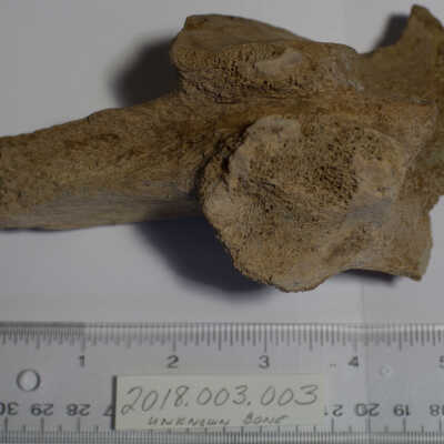 Bone