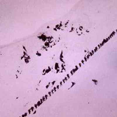 Prospectors Ascend a Mountain Pass