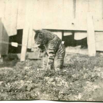 Print, Photographic